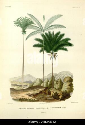 Palmen Südamerikas aus dem Buch 'Voyage dans l'Amérique Méridionale' [Reise nach Südamerika: (Brasilien, die östliche republik Uruguay, die argentinische Republik, Patagonien, die republik Chile, die republik Bolivien, die republik Peru), ausgeführt in den Jahren 1826 - 1833] von: Orbigny, Alcide Dessalines d', 1802-1857; Montagne, Jean François Camille, 1784-1866; Martius, Karl Friedrich Philipp von, 1794-1868 Veröffentlicht Paris :Chez Pitois-Levrault et c.e ... ;1835-1847 Stockfoto