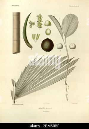 Details zu Palmenbaum-Fortpflanzung Organe, Früchte, Blumen und Blätter aus dem Buch 'Voyage dans l'Amérique Méridionale' [Reise nach Südamerika: (Brasilien, die östliche republik Uruguay, die Argentinische Republik, Patagonien, die republik Chile, die republik Bolivien, die republik Peru), hingerichtet in den Jahren 1826 - 1833] von: Orbigny, Alcide Dessalines d', 1802-1857; Montagne, Jean François Camille, 1784-1866; Martius, Karl Friedrich Philipp von, 1794-1868 Veröffentlicht Paris :Chez Pitois-Levrault et c.e ... ;1835-1847 Stockfoto