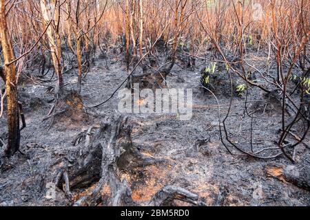 Biebrza Nationalpark, Polen 6. Mai 2020. Zerstörung nach dem Brand des Biebrza-Nationalparks in Polen. Kredit: Slawomir Kowalewski/Alamy Live News Stockfoto