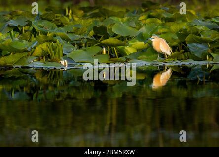 Reiher auf Seerosen im Donaudelta Stockfoto