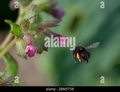 London, Großbritannien. Mai 2020. Coronavirus Sperrung Tag 45, Gartenwache. Eine mit Pollen beladene Bumblebee fliegt auf ihr Ziel einer rosa Pulmonaria-Blume zu, die während des Fluges eingefroren ist. Quelle: Malcolm Park/Alamy Live News Stockfoto