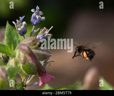 London, Großbritannien. Mai 2020. Coronavirus Sperrung Tag 45, Gartenwache. Eine mit Pollen beladene Bumblebee fliegt in Richtung Blaublumenblüten, die im Flug eingefroren sind. Quelle: Malcolm Park/Alamy Live News Stockfoto