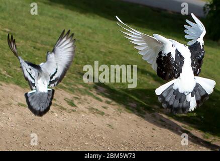 Zwei Tauben im Flug Stockfoto