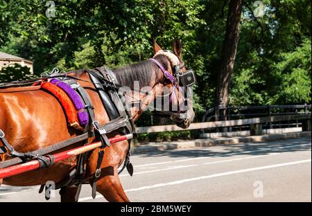 Ein Pferd zieht an einem sonnigen Sommertag eine Kutsche durch den Central Park. Stockfoto