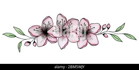 Tusche Und Bleistift Zeichnung Von Sakura Oder Kirschblute Blume Isoliert Auf Weissen Eleganten Kirschbluten Illustration Stockfotografie Alamy