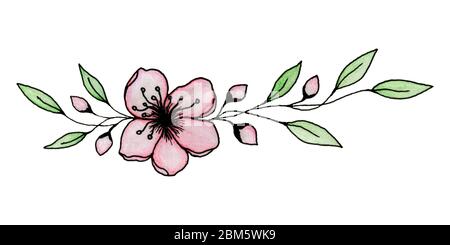 Tusche und Bleistift Zeichnung von Sakura oder Kirschblüte Blume isoliert auf weißen, eleganten Kirschblüten Illustration Stockfoto