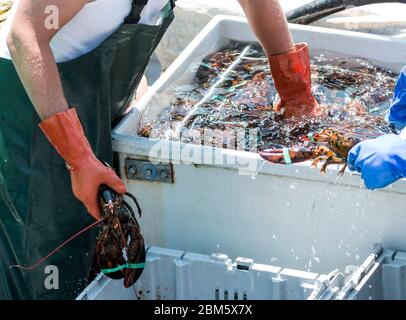 Ein Hummerfischer in Maine, der in eine Wanne mit Wasser und lebende Hummer greift, um die Hummer in Behälter zu sortieren, die auf dem Markt verkauft werden. Stockfoto