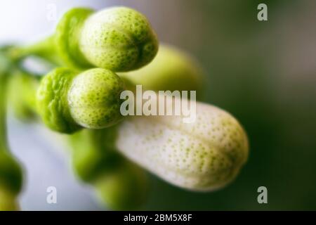 Nahaufnahme von mehreren winzigen Zitronen. Geschlossene wachsende Knospen auf einem Baum mit flachem Abstrich des Feldes. Luftiges grünes Stockfoto. Gartenarbeit und Frühling Stockfoto