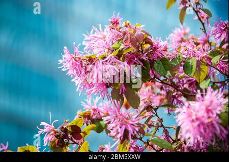 Loropetalum chinense bekannt als chinesische Fransenblume oder chinesische Hexe Hasel. Rosa Rüschen blühen vor defokussem Hintergrund Stockfoto