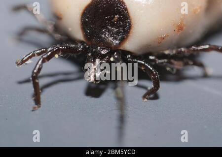 Super Makro Nahaufnahme von weiblichen Ixodes ricinus, die Rizinusbohnenzicke, eine hauptsächlich europäische Art von hartmundigen Zecken. Es kann Lyme-Borreliose übertragen und Stockfoto