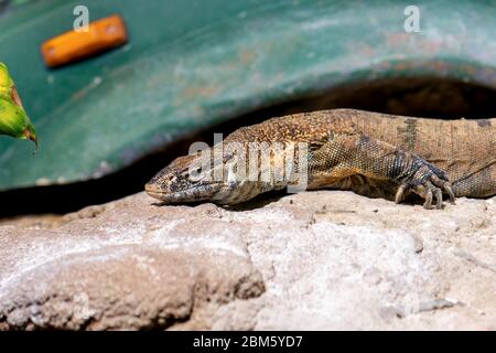 Ein bärtiger Drache liegt auf dem Stein vor einem alten Auto, Nahaufnahme Stockfoto