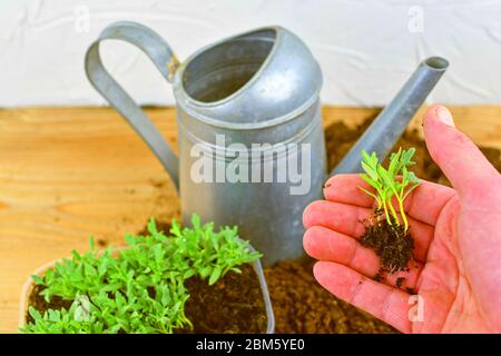 Pflanzen eines Tomaten-Sämling. Tomaten Sämlinge in der Hand und Wasser kann auf Hintergrund. Stockfoto