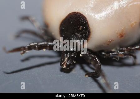 Super Makro Nahaufnahme von weiblichen Ixodes ricinus, die Rizinusbohnenzicke, eine hauptsächlich europäische Art von hartmundigen Zecken. Es kann Lyme-Borreliose übertragen und Stockfoto