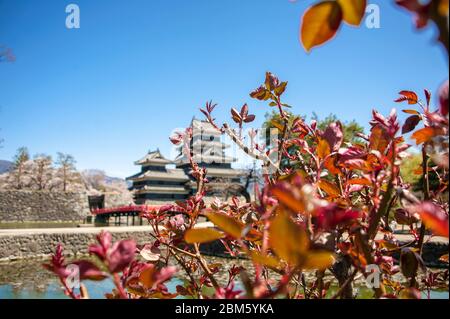 Matsumoto, Japan - 20. April 2019: Matsumoto Castle im Frühling. Schloss und frische junge Blätter auf einem Rosenbusch Stockfoto