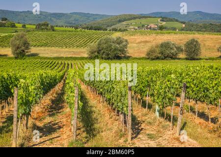 Weinberge in der Nähe von Montalcino, Provinz Siena, Toskana, Italien. Stockfoto