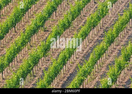 Weinberg am Hang in der Nähe von Montalcino, Provinz Siena, Toskana, Italien. Stockfoto