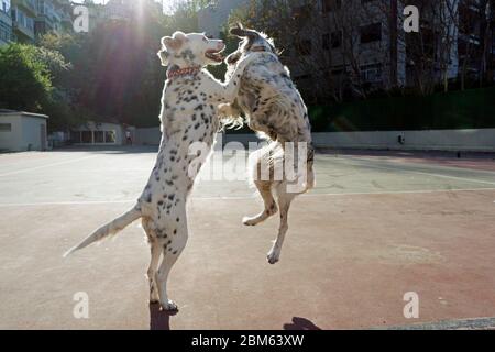 Hunde spielen im park Stockfoto