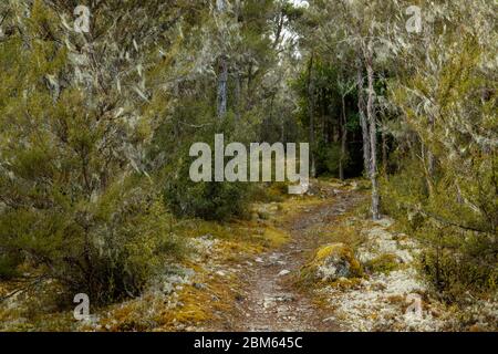 Wald in der Nähe des Lake Rotoiti, St Arnaud, Nelson Lakes National Park, Neuseeland Stockfoto