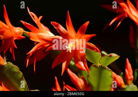 Schöne rote Blüten von roten Weihnachtskaktus der Familie Schlumbergera Stockfoto