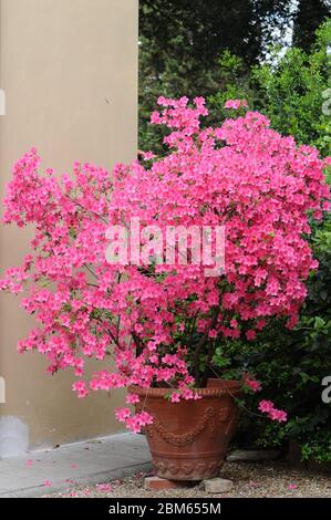 Wunderschöne rosa Azaleen in Blüte in einem Garten in Florenz, Italien Stockfoto