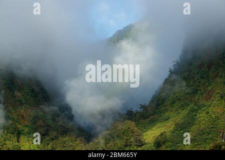 Dichter Wald in den zweifelhaften Klängen, Fiordlands National Park, Neuseeland Stockfoto