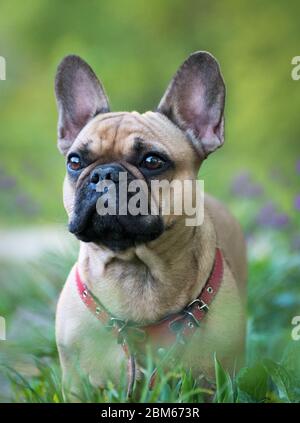 Wunderbarer französischer Bulldog in Fawn, der im Wald spaziert. Stockfoto