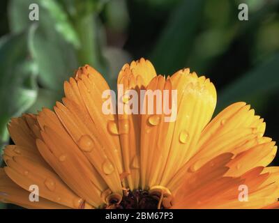 Die Hälfte der Ringelblume (Calendula officinalis) mit Wassertropfen auf den Blütenblättern. Stockfoto