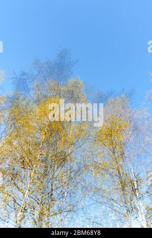 Doppelte Belichtung der hohen grünen Bäume, die sich gegenseitig gegen blauen Himmel überlagern Stockfoto