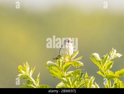 Whitethroat, gewöhnlicher Weißbroat, Sylvia communis, auf einem Zweig in Bedfordshire, Großbritannien Stockfoto