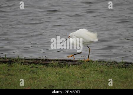 Kleiner Weißer Reiher sucht in einem See nach Nahrung Stockfoto