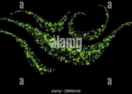 Abstract Eco frisches grünes Feld gewellte Linien Wolke aus Zeichnung Blätter isoliert auf schwarzem Hintergrund. Überlagern der Grafik „Spring Healthy“ Stockfoto
