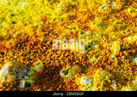 Bunte Landschaft von Dallol terrestrischen Hydrothermalsystem - hydrothermale Kamine, Salzsäulen und Terrassen in Danakil Wüste, Äthiopien Stockfoto