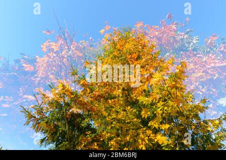 Doppelte Exposition von Herbstbäumen, die sich gegenseitig gegen blauen Himmel überlagern Stockfoto