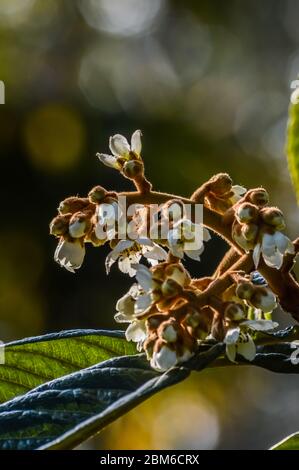 Loquat Baum (Eriobotrya japonica) Blumen blühen im Herbst aus nächster Nähe. Stockfoto