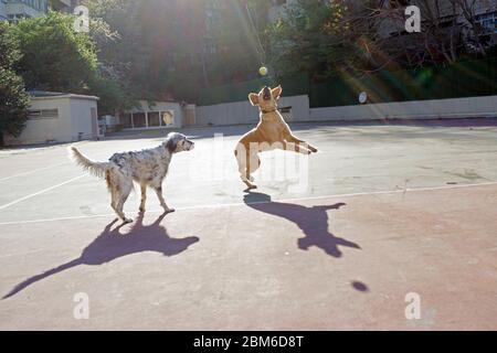 Hunde spielen im park Stockfoto