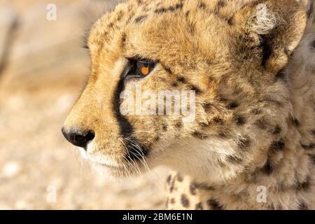 Gepard, Acinonyx jubatus, Farmhaltung in der Nähe von Windhoek, Namibia Stockfoto