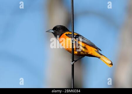 Profil eines Baltimore Oriole, der an einem Metallstab hängt. Blauer Himmel und verwischter brauner Baum sind der Hintergrund. Stockfoto