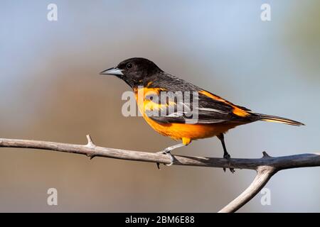 Profil eines Baltimore Oriole, der über einen kargen Ast läuft. Blauer Himmel und verwischter Baum sind der Hintergrund. Stockfoto