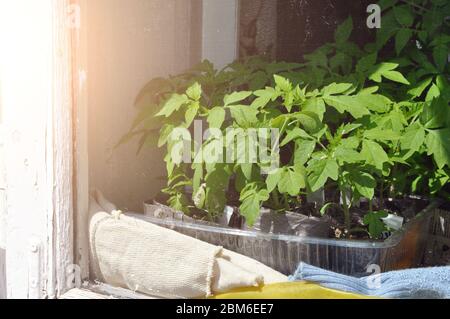 Sämlinge von Tomaten in Tabletts zu Hause auf der Fensterbank aus dem Fenster. Nahaufnahme. Stockfoto