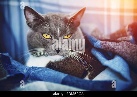 Eine lustige Hauskatze mit einem weißen Streifen auf der Stirn liegt mit einer blauen karierten Decke im Komfort des Hauses bedeckt. Stockfoto