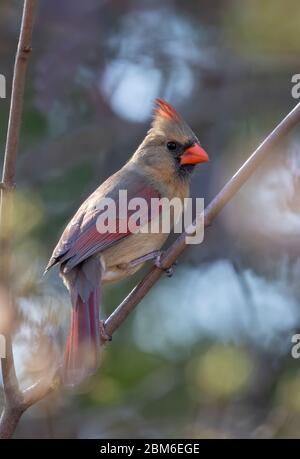 Northern Cardinal weiblich (Cardinalis cardinalis) thront auf einem Zweig an einem Frühlingsabend in Ottawa, Kanada Stockfoto