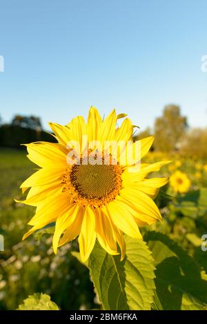 Sonnenblume vor verschwommenem Hintergrund der Felder Stockfoto