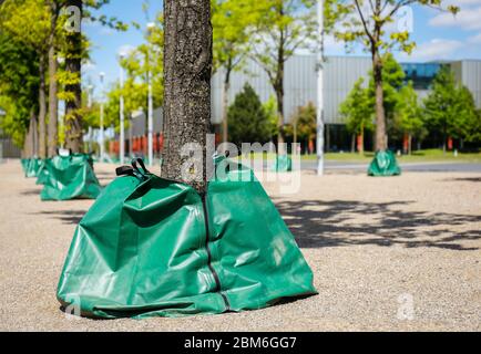 Essen, Ruhrgebiet, Nordrhein-Westfalen, Deutschland - aufgrund der Dürre werden Bäume in der Stadt mit Wassersäcken zur Versorgung bewässert, die Wassersäcke geben Stockfoto