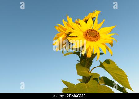 Gruppe von Sonnenblumen gegen klaren blauen Himmel Stockfoto