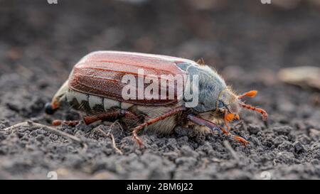 Melolontha, eine Pest in der Landwirtschaft. Käfer zerstören die grüne Masse der Pflanzen, und Larven - das Wurzelsystem. Makro, Schädling auf der Bodenoberfläche. Stockfoto