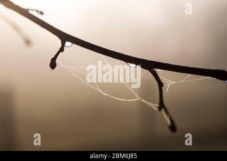 Tau Wassertropfen kleben an einem Wintermorgen in Kent Countryside, Großbritannien, an Spinnennetz Stockfoto