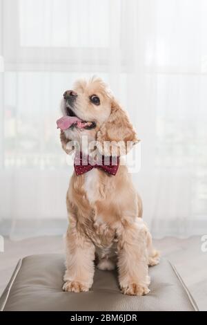 Portrait von niedlichen Hund in roter Schleife Stockfoto