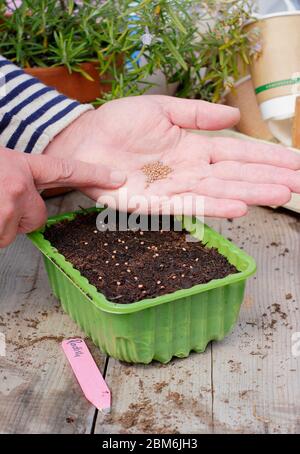 Raphanus sativus 'französisches Frühstück'. Aussaat von Rettichsamen in einem Upcycling-Kunststoff-Futtertablett im Frühjahr. GROSSBRITANNIEN. Stockfoto