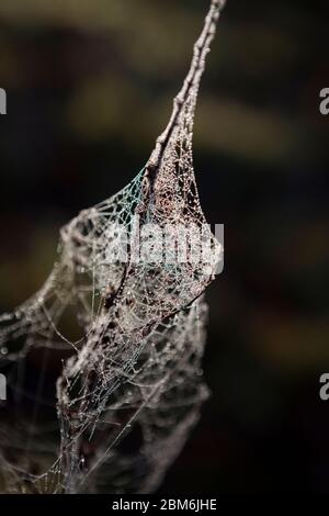 Tau Wassertropfen kleben an einem Wintermorgen in Kent Countryside, Großbritannien, an Spinnennetz Stockfoto