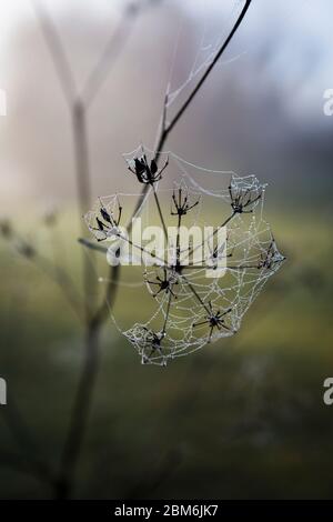 Tau Wassertropfen kleben an Spinnweben um eine Kuh Petersilie Saatkopf an einem Wintermorgen in Kent Land, Großbritannien gewickelt Stockfoto